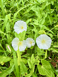 White Bindweed Blossoms