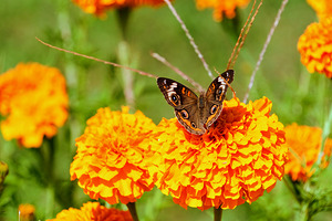 Buckeye Butterfly on Marigold: The Secret Life of Wings and Petals