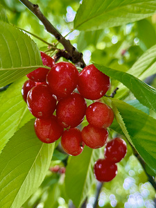 The Orchard’s Pulse: Where Color and Ripeness Conspire