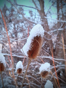 Frozen Lollipop Thistle