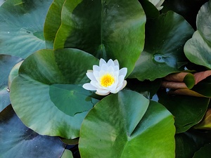 Emerald Cradle of Calm