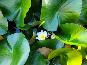 Lusty Lily: Beneath the Folds