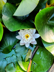 White Radiance in Green Silence