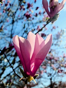 Petals Reflecting a Quiet Morning