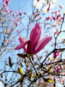 The Quiet Language of Petals