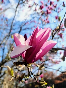 The Velvet Moment Between Bud and Bloom