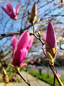 Buds of Hope and the Promise of Spring