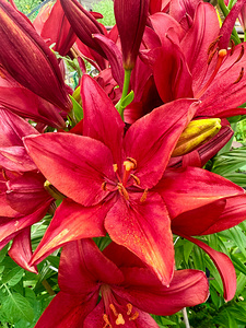 Close Encounter with Red Asiatic Lily