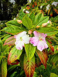 Floravox: The Soft-Spoken Twins