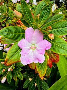 Impatiens: Soliloquy in Pink