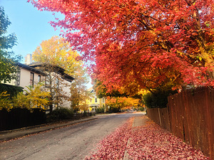 Fall Over the Fence - Autumn’s Embrace 