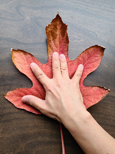 Holding Onto Fall: Nature’s High Five