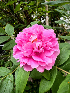 Rugosa Rose: Still She Blooms
