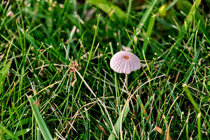 The Littlest Umbrella
