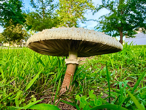 The Watcher in the Grass