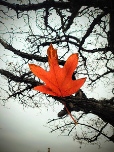 A Fallen Farewell : Defiant Ember