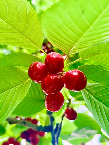 Scarlet Clusters of Abundance