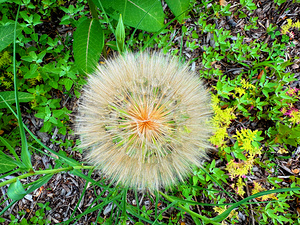The Poetic Geometry of a Meadow’s Breath