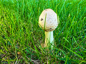 A Quiet Uprising from Below