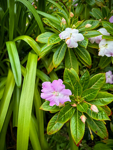 Green Rhythm Pink Pause