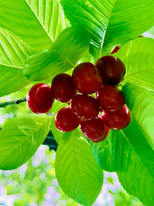 Jewels of the Canopy: The Hidden Orchard Crown