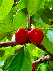 Twin Suns on the Orchard Axis