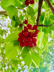 The Patience of Fruit: A Quiet Celebration
