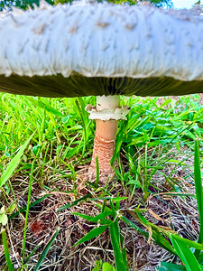Under the Cap: A Fungal World Revealed