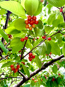 Emerald Boughs and Scarlet Promises