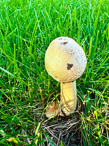 The Philosopher’s Cap