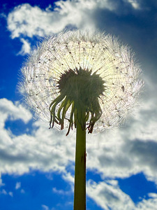 Skybound Dandelion