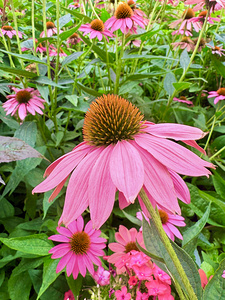 Echinacea Ensemble