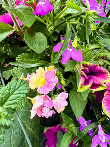 Vibrant Garden Bloom – Colorful Flower Close-Up with Lush Greenery-1