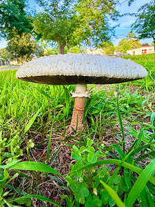 Pillar of the Undergrowth