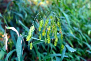 Silent Green Wind Chimes