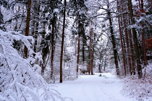 Winterscape