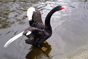 A Black Swan Moment 2