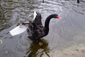 A Black Swan Moment