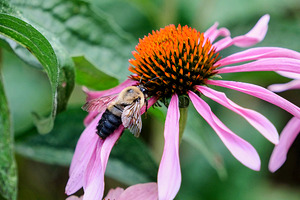 Stillness Amid the Spires of Echinacea
