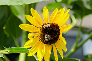 The Sunflower Keeps Time for Two