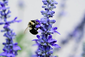 Bee Salivating the Blue Salvia