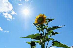 Solar Serenade: The Bloom That Reaches Back