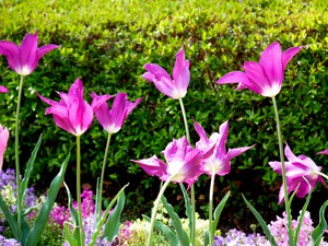 Tulips Singing to the Sun