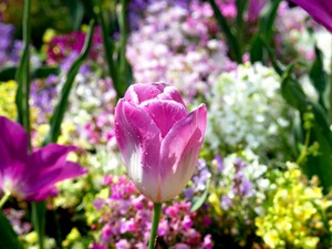 Tulips Are Better Than One 2