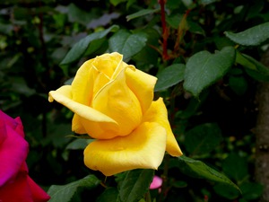 Yellow Rose