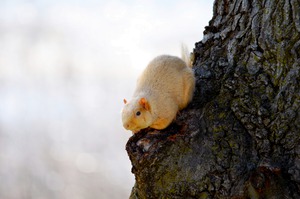 A Blonde Squirrel Moment