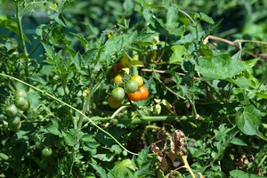 Pop My Cherry Tomato