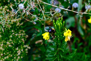 To Bee or Not to Bee  -- Kiss My Shiny Bumble Butt