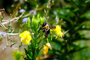 To Bee or Not to Bee  4