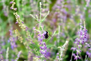 To Bee or Not to Bee -- Small Flower Big Flavor 